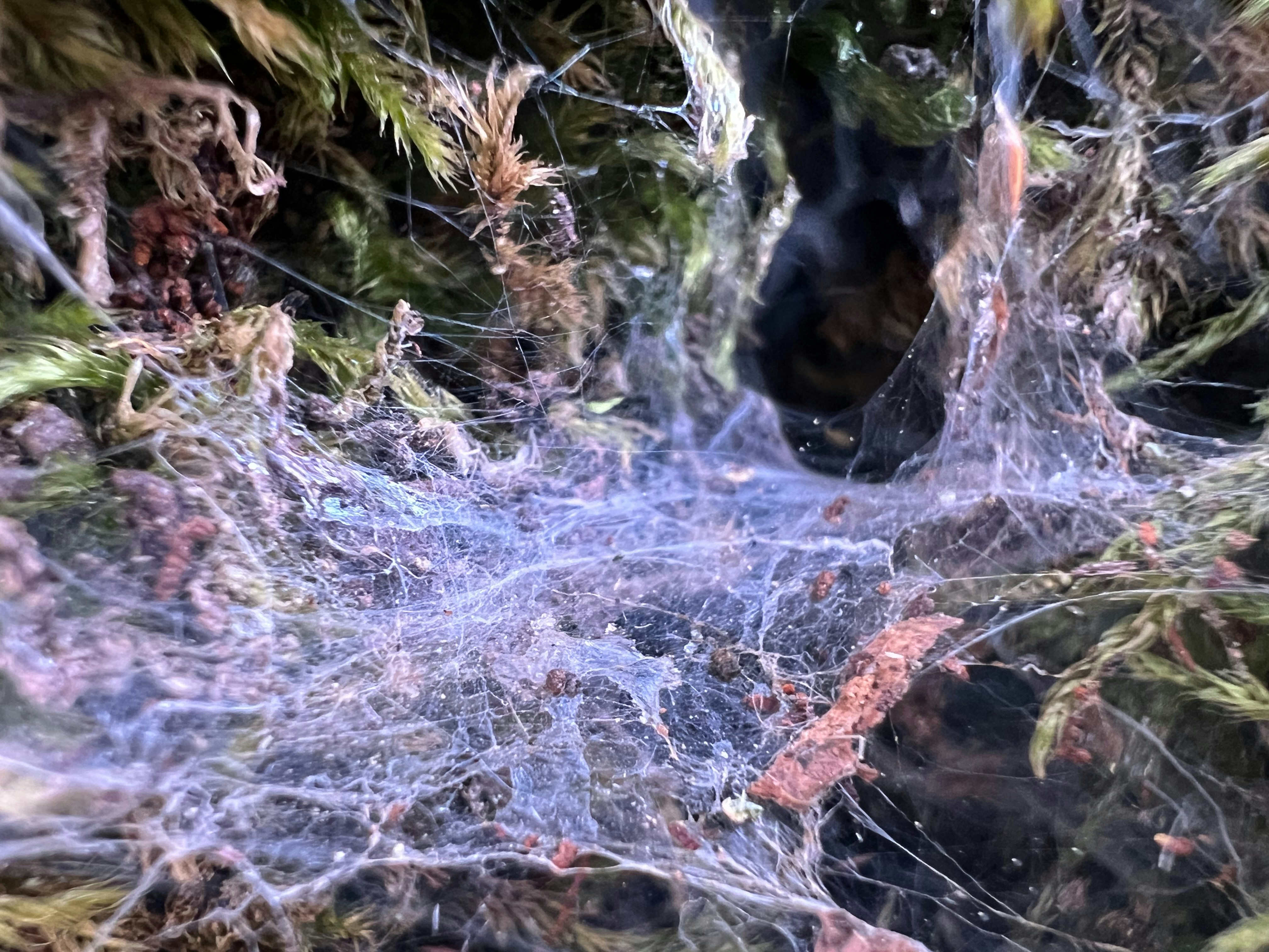 Overlapping cyber regulations drive up costs without reducing risk, report says