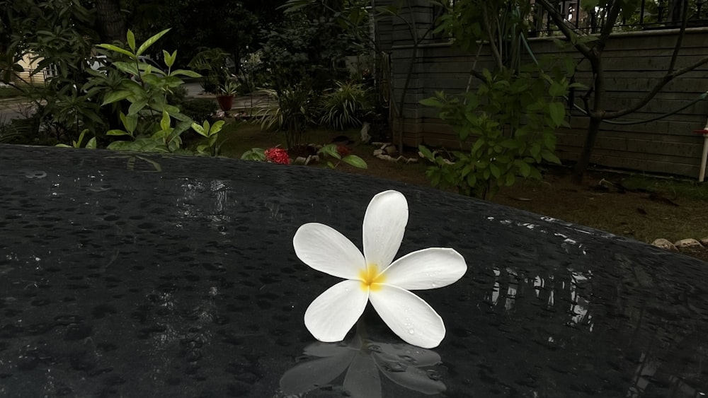 a white flower sitting on top of a black table