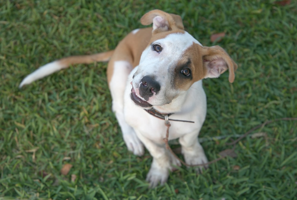 a brown and white dog standing on top of a lush green field