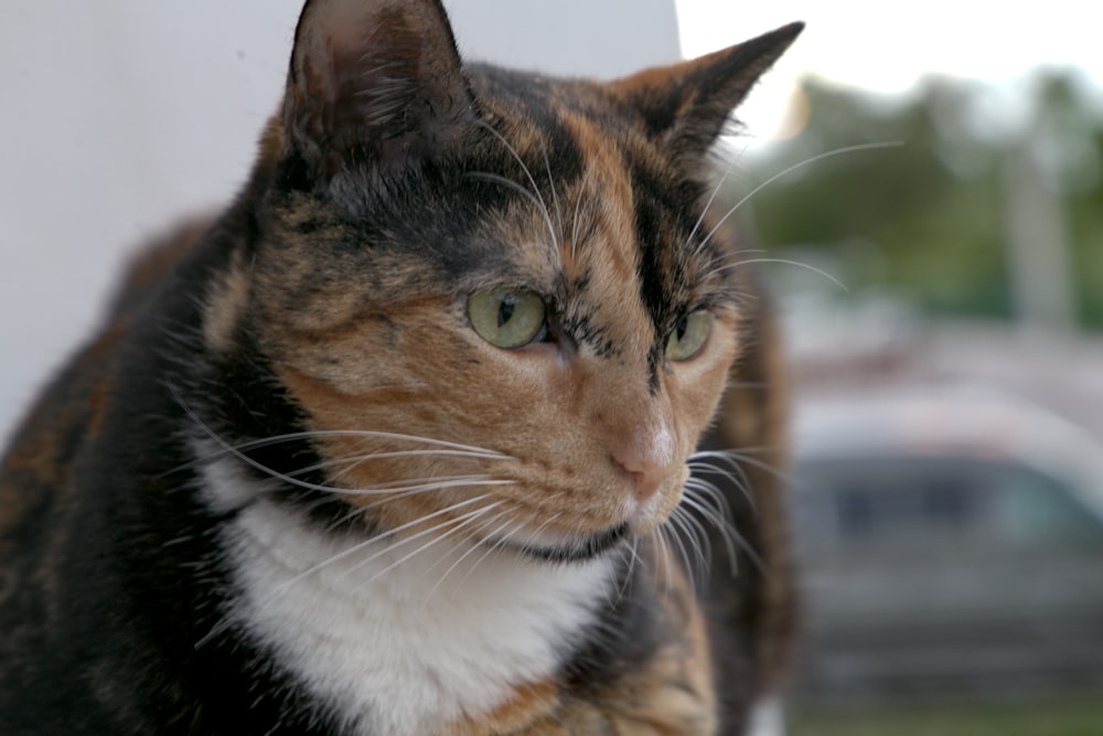 a close up of a cat near a wall