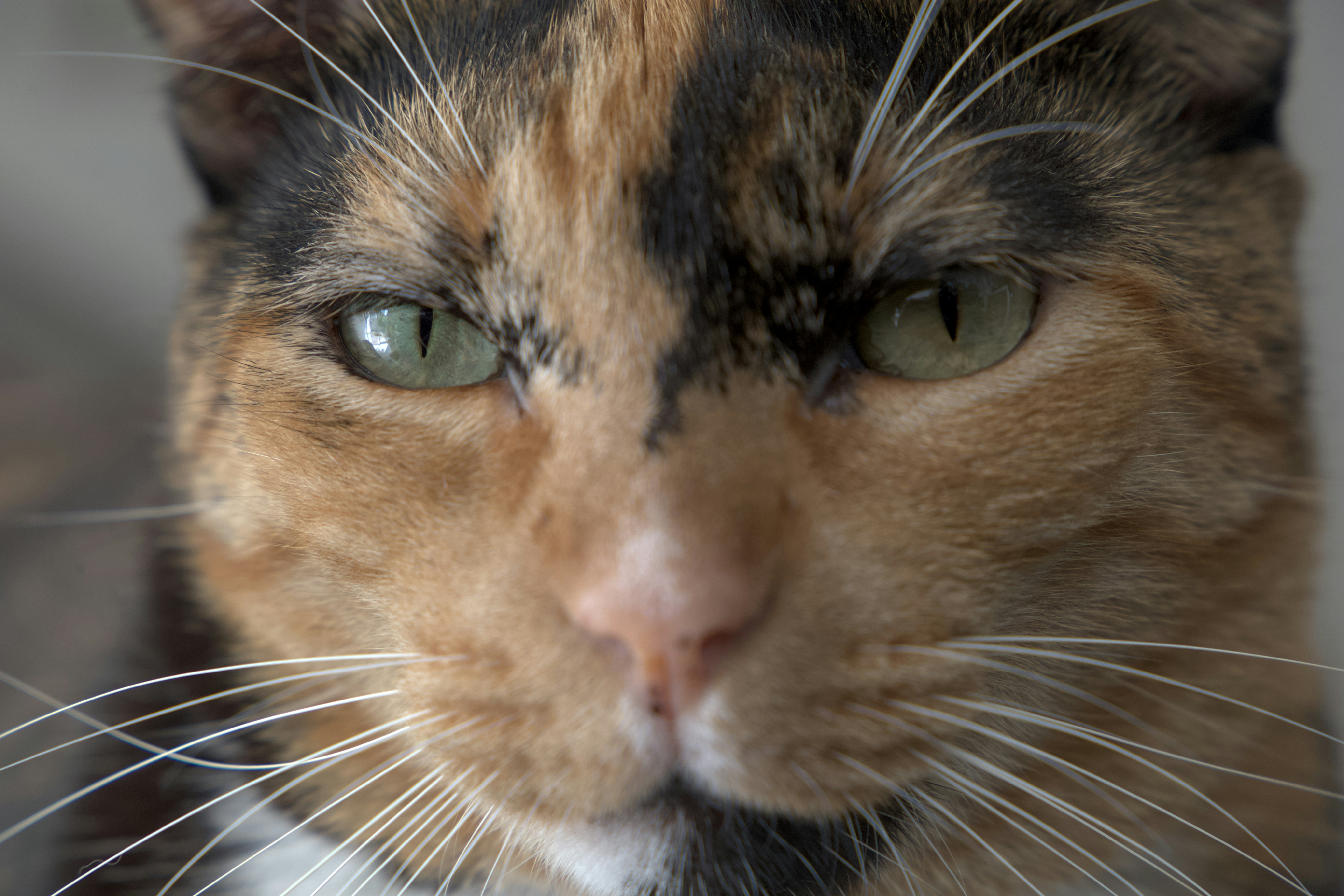 Forehead Wrinkles Tell Stories (image credits: unsplash)