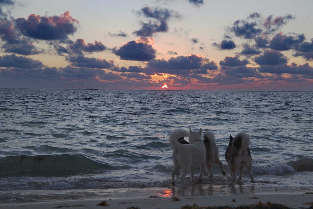 a group of dogs standing on top of a sandy beach