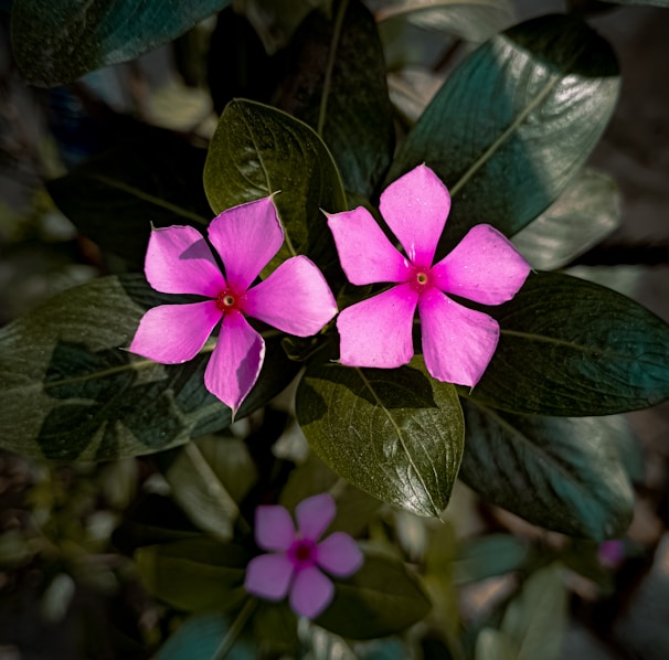 a pink flower with green leaves in the background