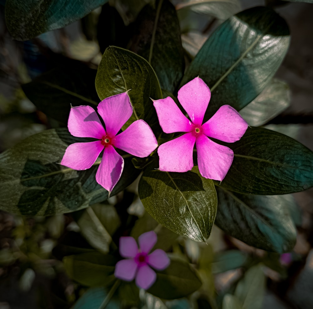 une fleur rose avec des feuilles vertes en arrière-plan