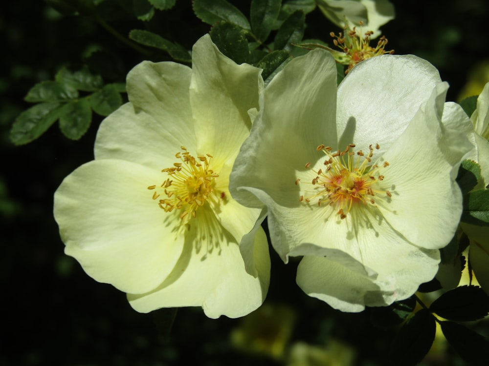 a close up of two white flowers with green leaves
