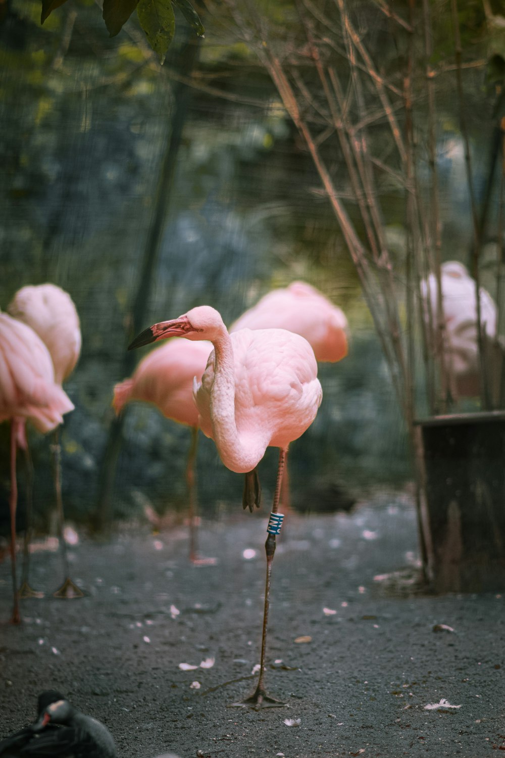 a group of pink flamingos standing on top of a dirt field