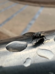 Detailed image of a wet fly submerged in water.