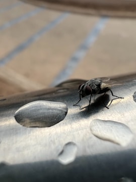 Detailed image of a wet fly submerged in water.