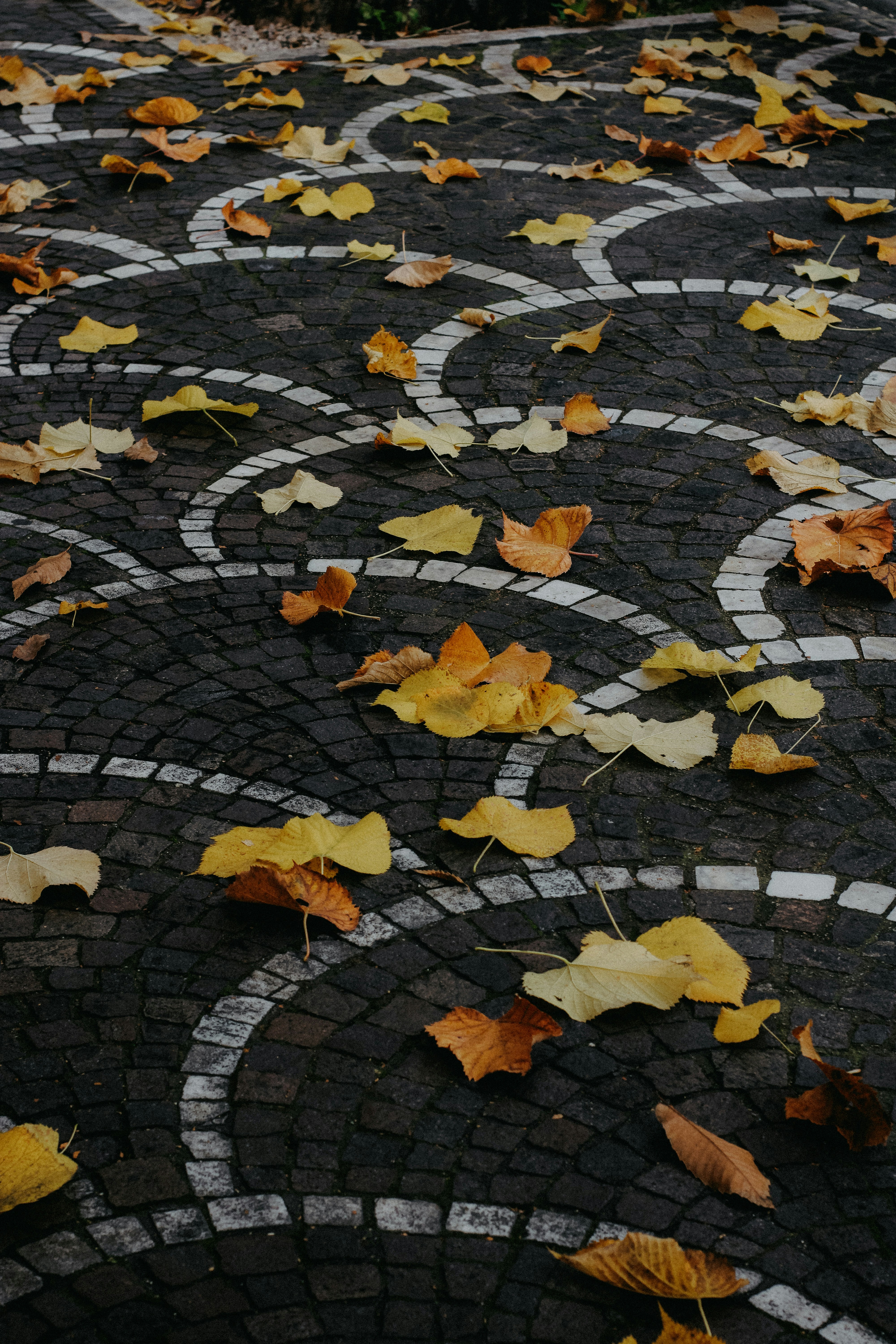 a bunch of leaves that are laying on the ground