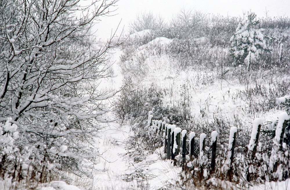 a snow covered field with a fence and trees