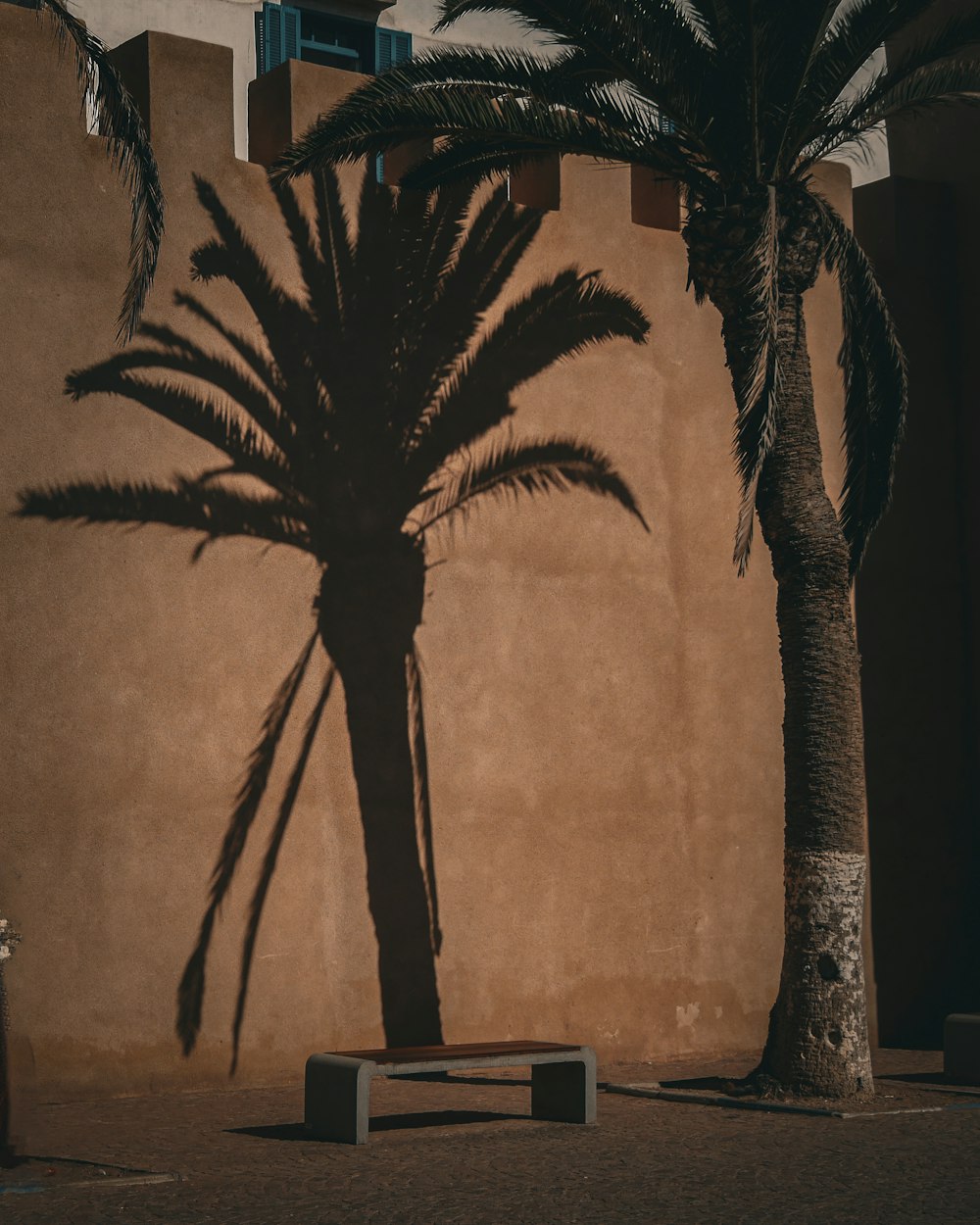 a palm tree casts a shadow on a wall