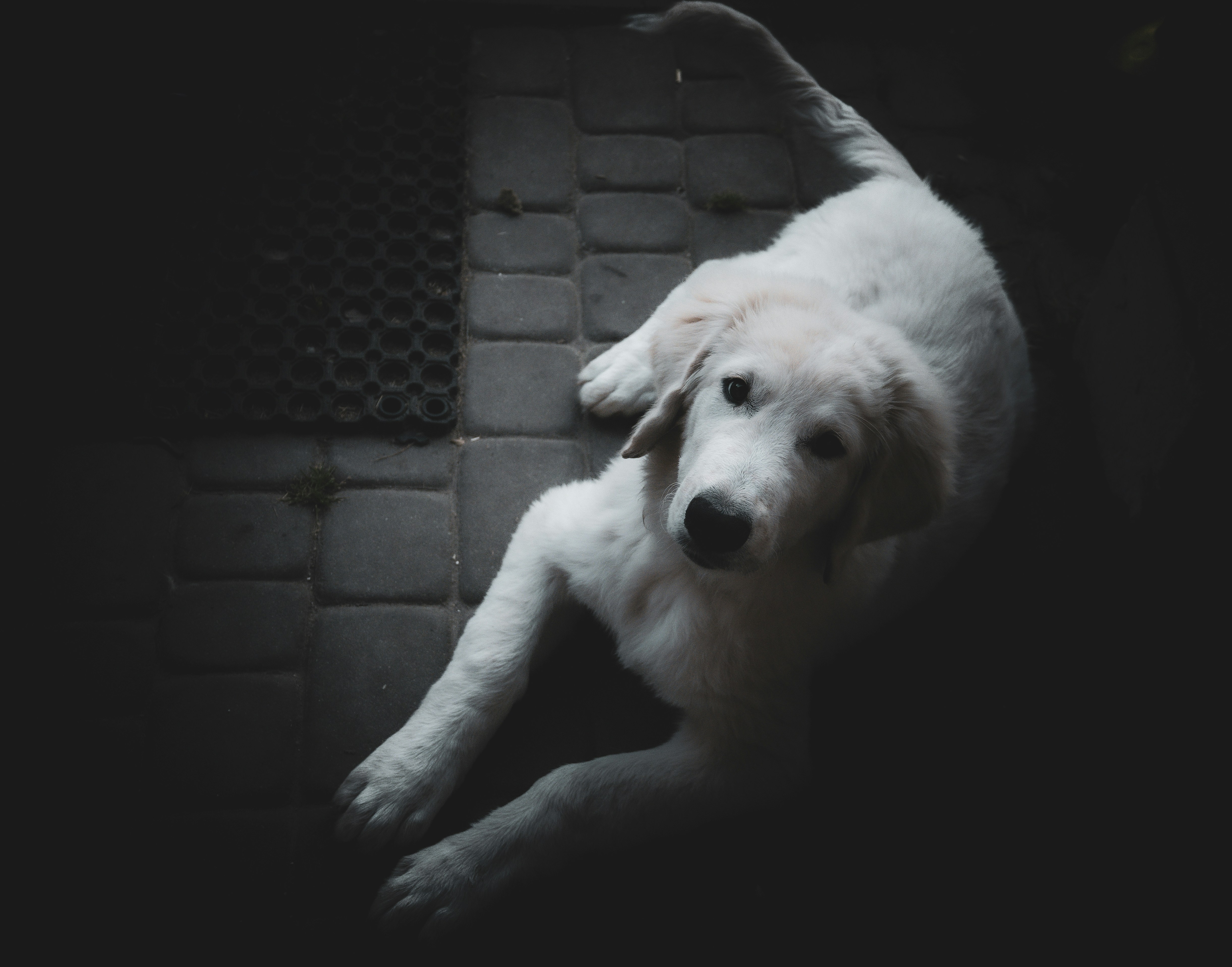 A large white dog laying on top of a floor photo – Free Animal Image on ...