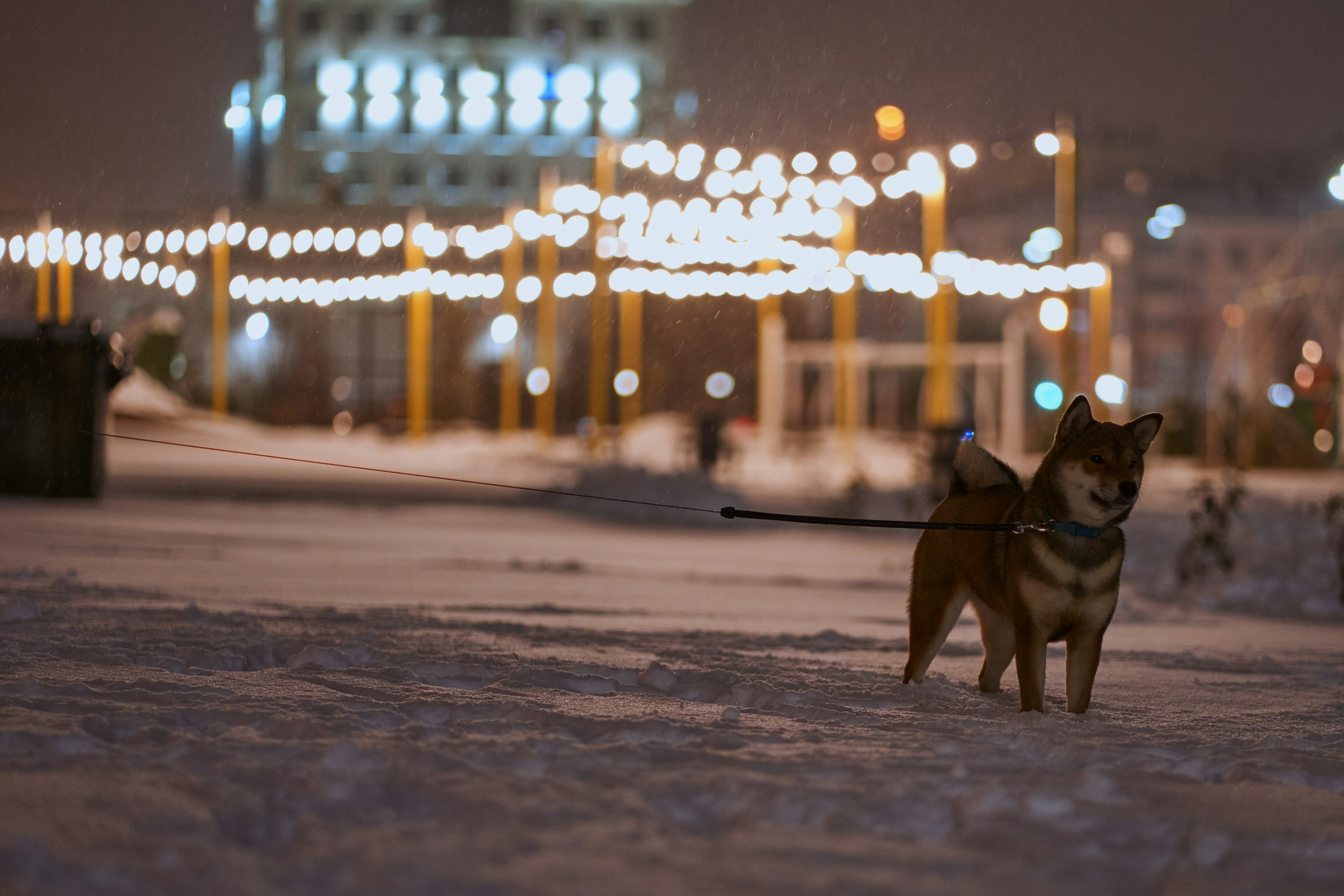 two dogs on a leash in the snow