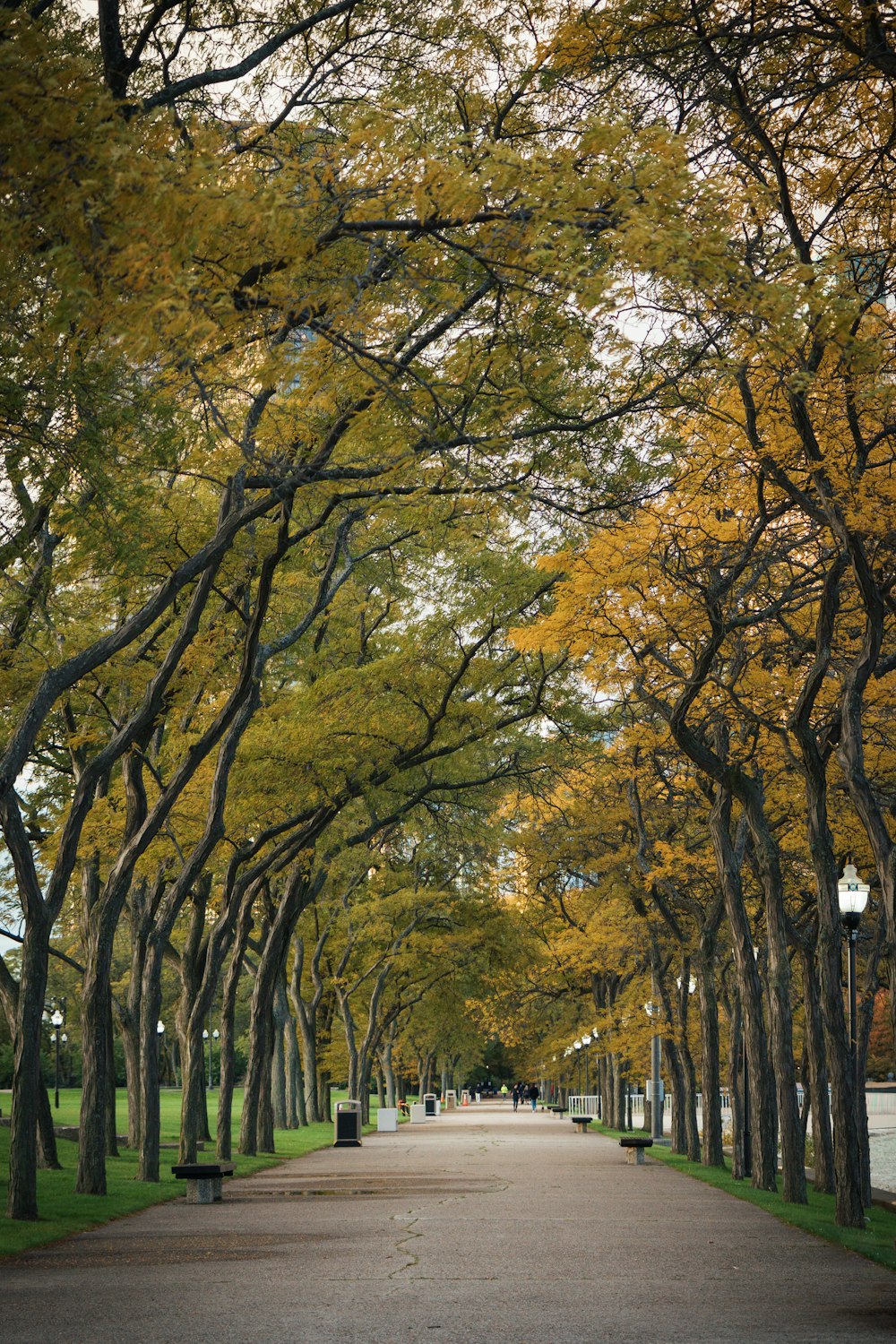 a tree lined street lined with benches and trees
