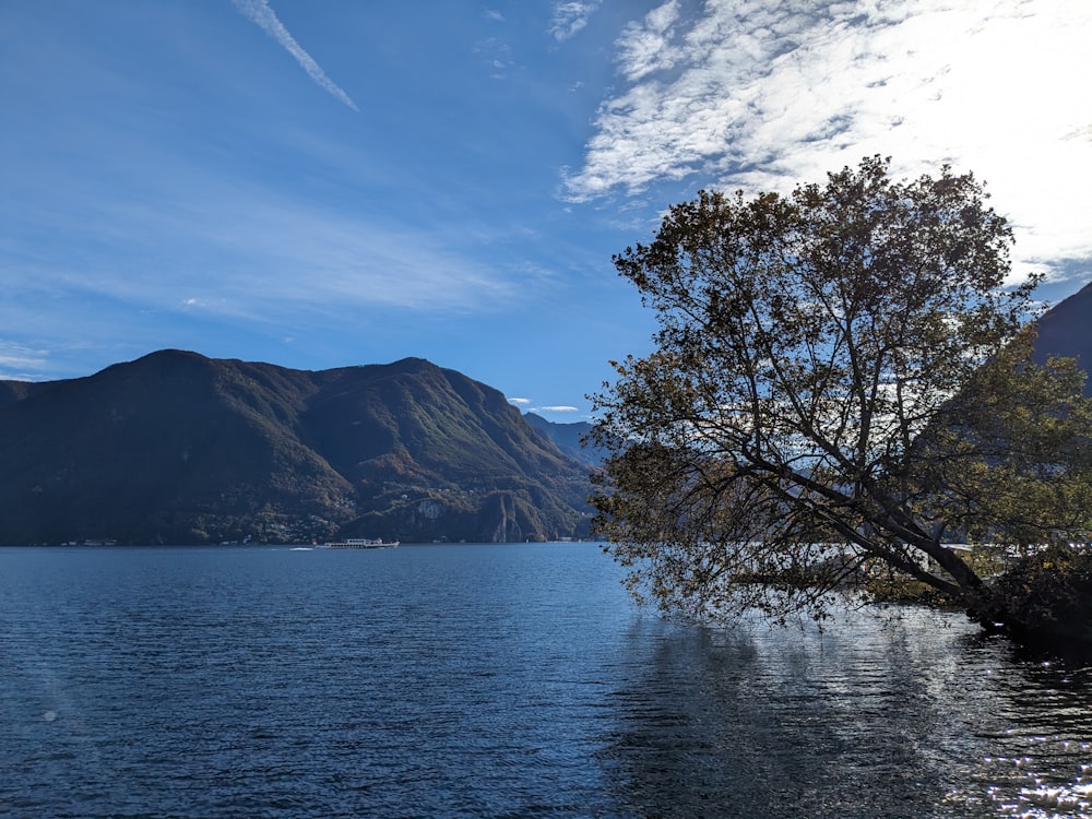 a lone tree sitting on the edge of a lake