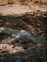 Majestic Komodo dragon resting on a sunlit rocky path, surrounded by dry forest.