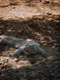 A Komodo dragon resting on a sunlit rocky terrain in Komodo National Park.