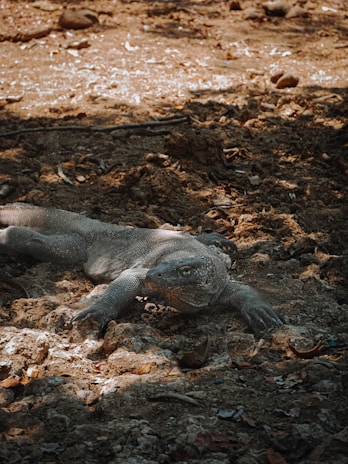 A Komodo dragon resting on a sunlit rocky terrain in Komodo National Park.