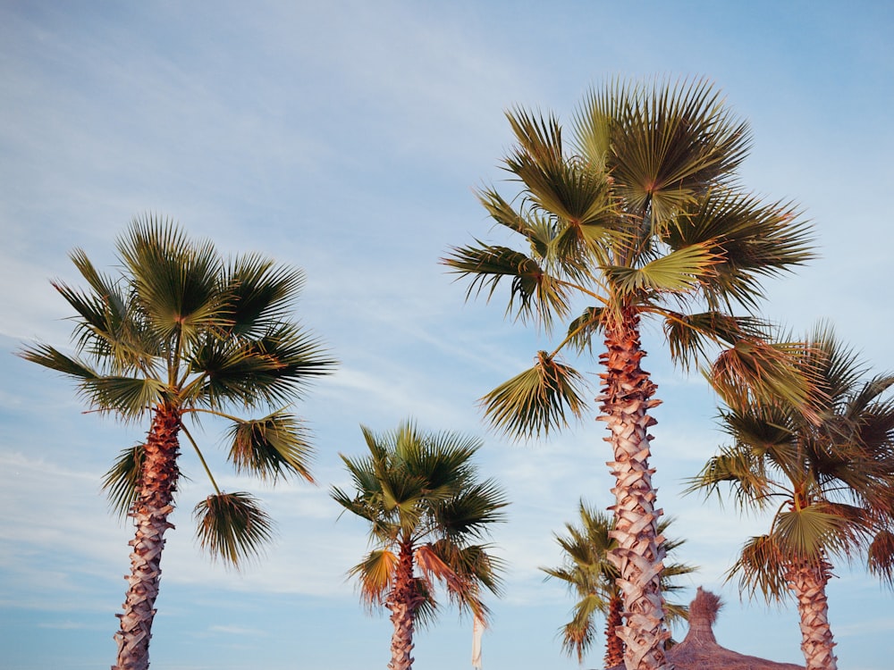 a group of palm trees with a blue sky in the background