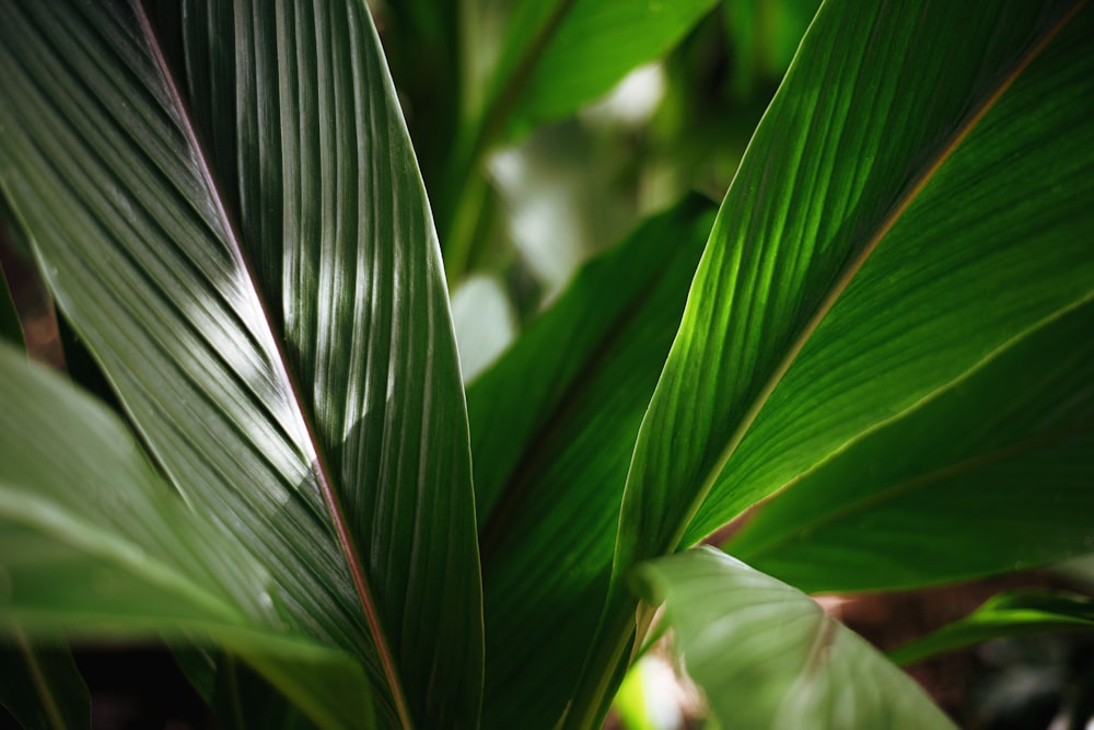 a close up of a green leafy plant