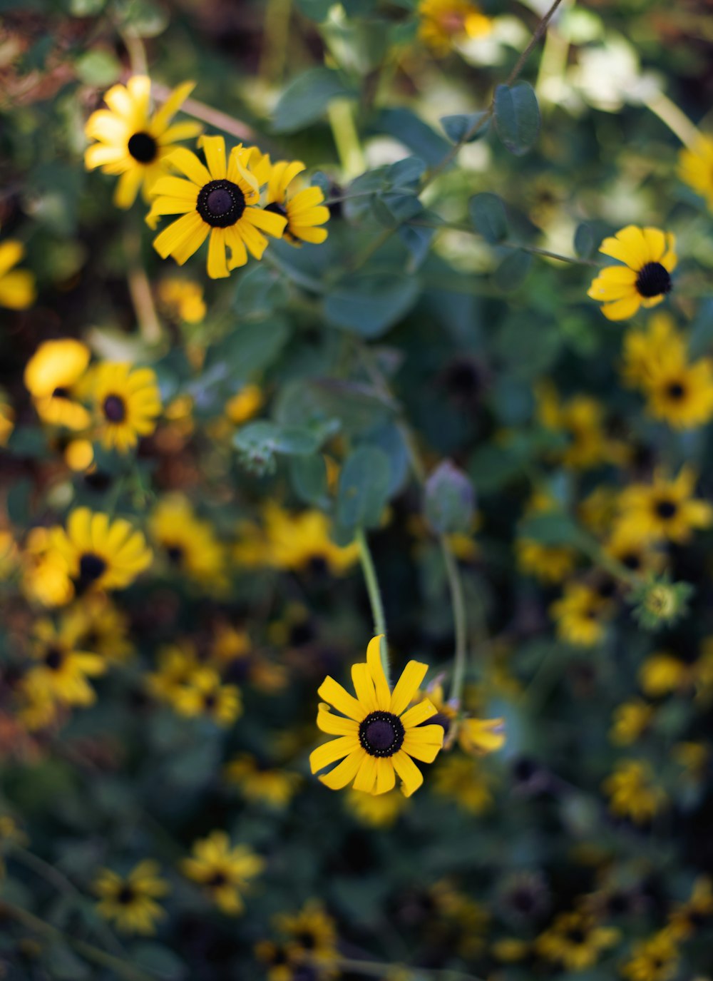 un bouquet de fleurs jaunes qui sont dans l’herbe