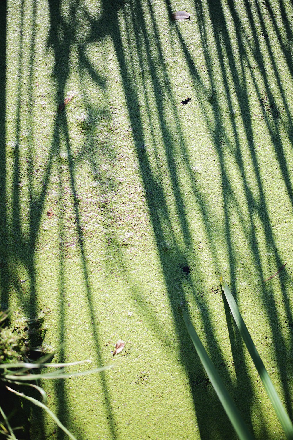 the shadow of a tree on the ground