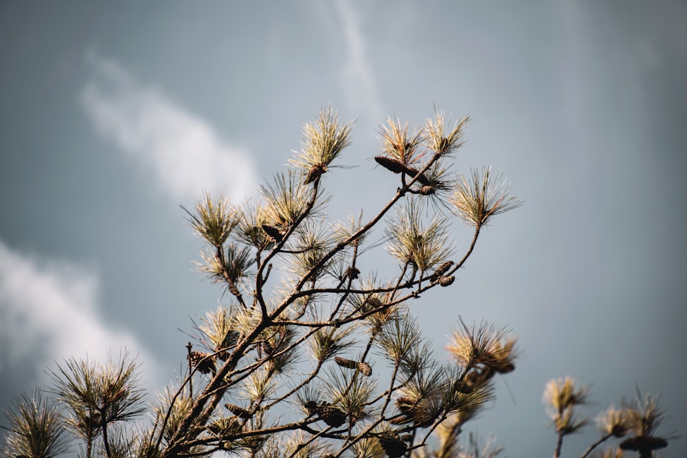 a bird sitting on top of a pine tree