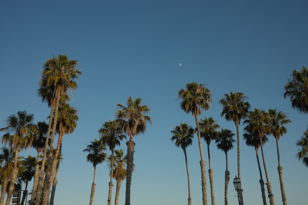 a row of palm trees in front of a blue sky