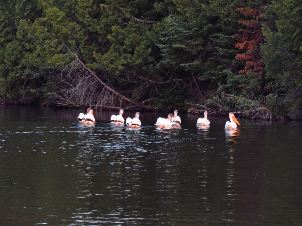 a group of pelicans floating on top of a lake