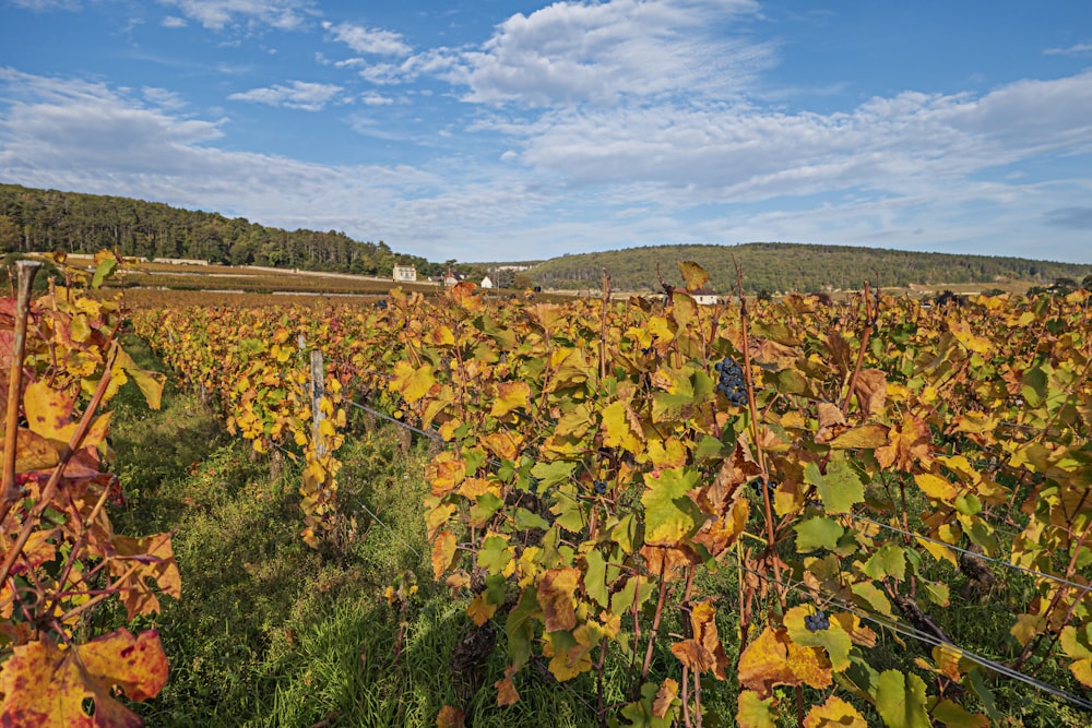 a field full of lots of green and yellow leaves