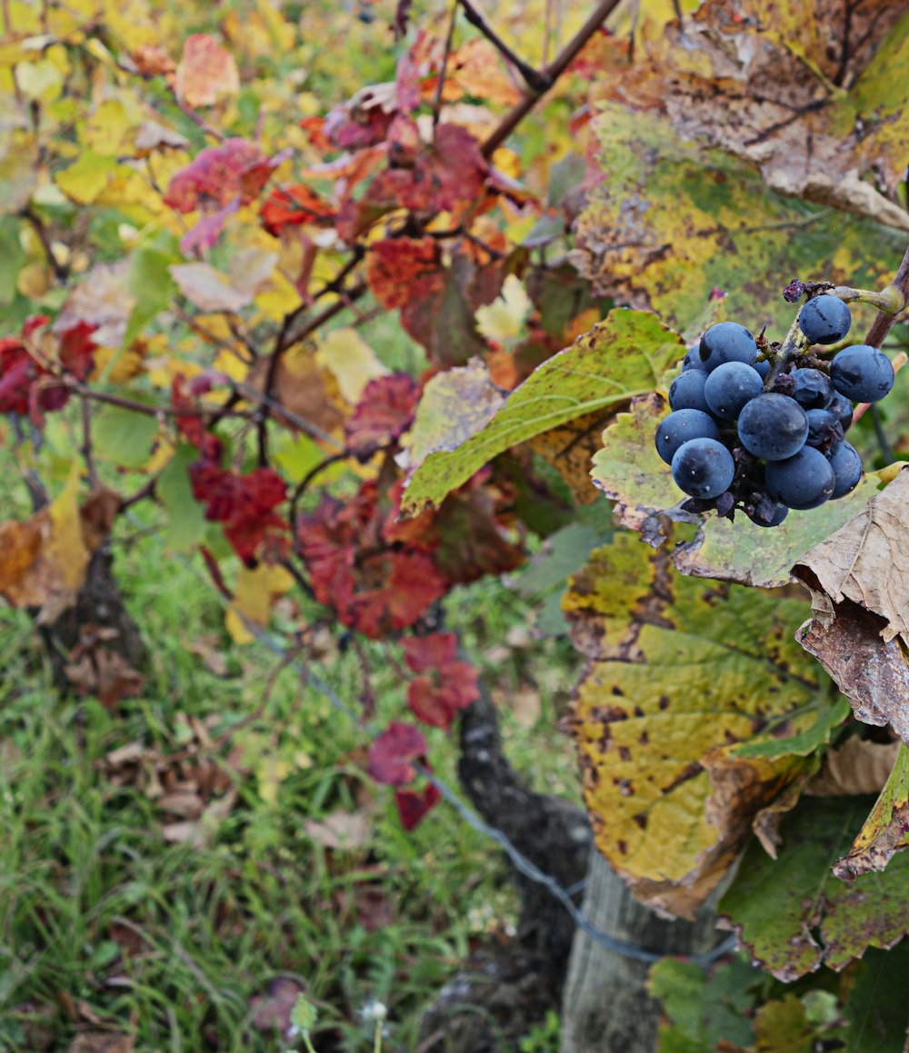 a bunch of grapes that are on a vine