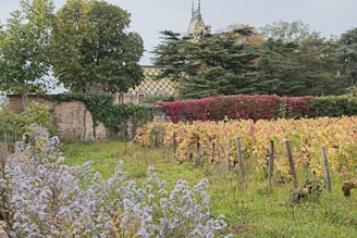 a field of flowers next to a building