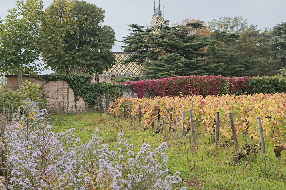 un champ de fleurs à côté d’un bâtiment