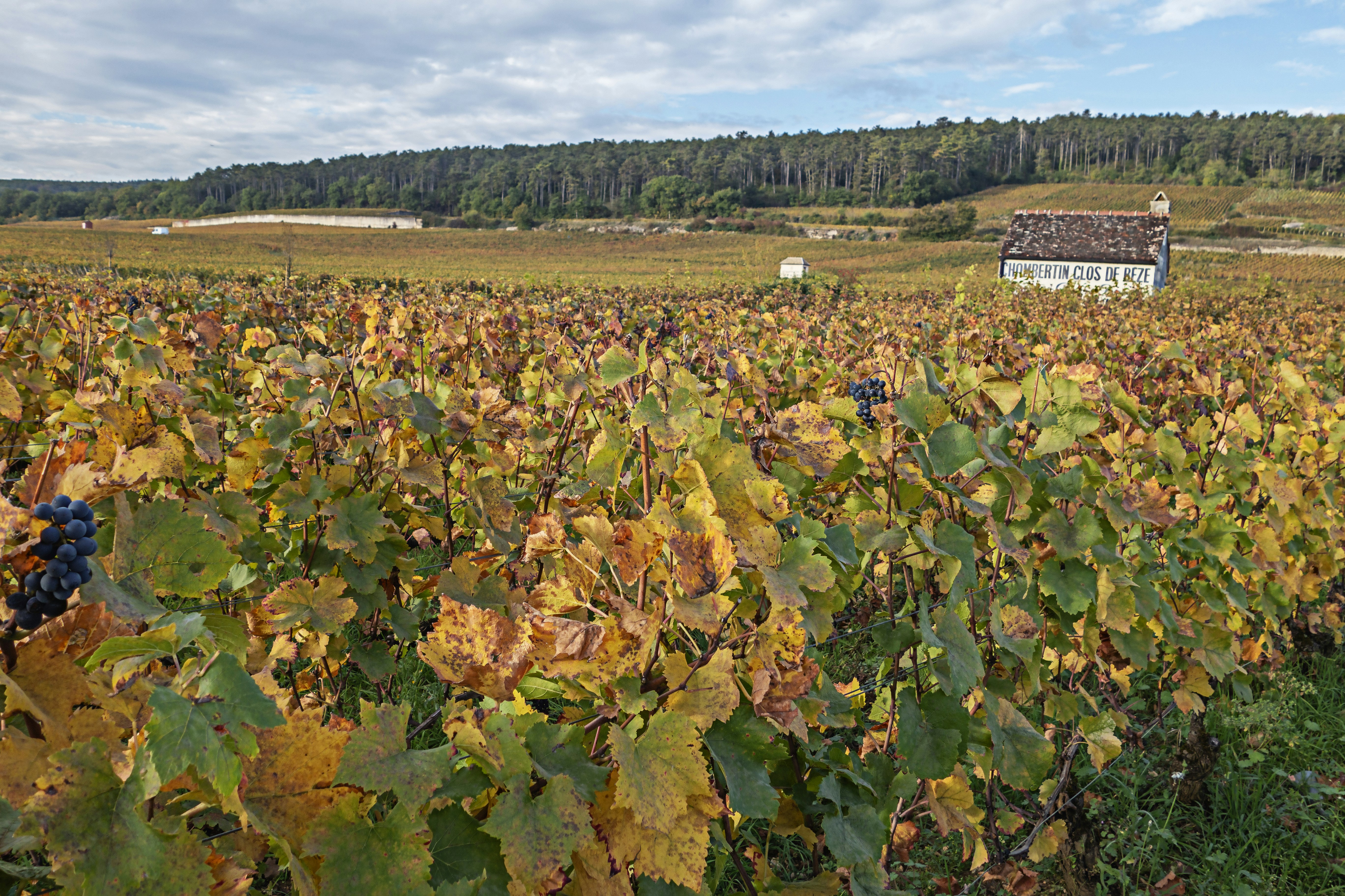 Mardin Süryani Şarapları