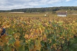 A vast vineyard stretches across the landscape with rows of grapevines bearing clusters of dark grapes. The leaves on the vines exhibit various shades of green and brown, suggesting an autumn setting. A small stone building or shed is visible in the distance with a sign reading 'Chambertin Clos de Beze'. Beyond the vineyard, a dense forest lines the horizon under a partly cloudy sky.