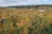 A vast vineyard stretches across the landscape with rows of grapevines bearing clusters of dark grapes. The leaves on the vines exhibit various shades of green and brown, suggesting an autumn setting. A small stone building or shed is visible in the distance with a sign reading 'Chambertin Clos de Beze'. Beyond the vineyard, a dense forest lines the horizon under a partly cloudy sky.