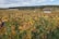 A vast vineyard stretches across the landscape with rows of grapevines bearing clusters of dark grapes. The leaves on the vines exhibit various shades of green and brown, suggesting an autumn setting. A small stone building or shed is visible in the distance with a sign reading 'Chambertin Clos de Beze'. Beyond the vineyard, a dense forest lines the horizon under a partly cloudy sky.