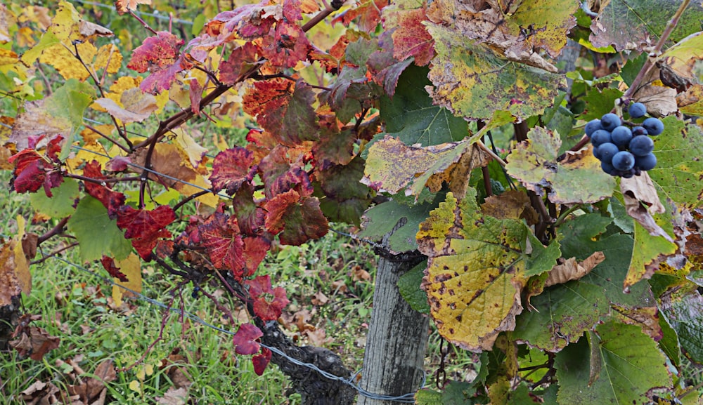 a bunch of grapes growing on a vine