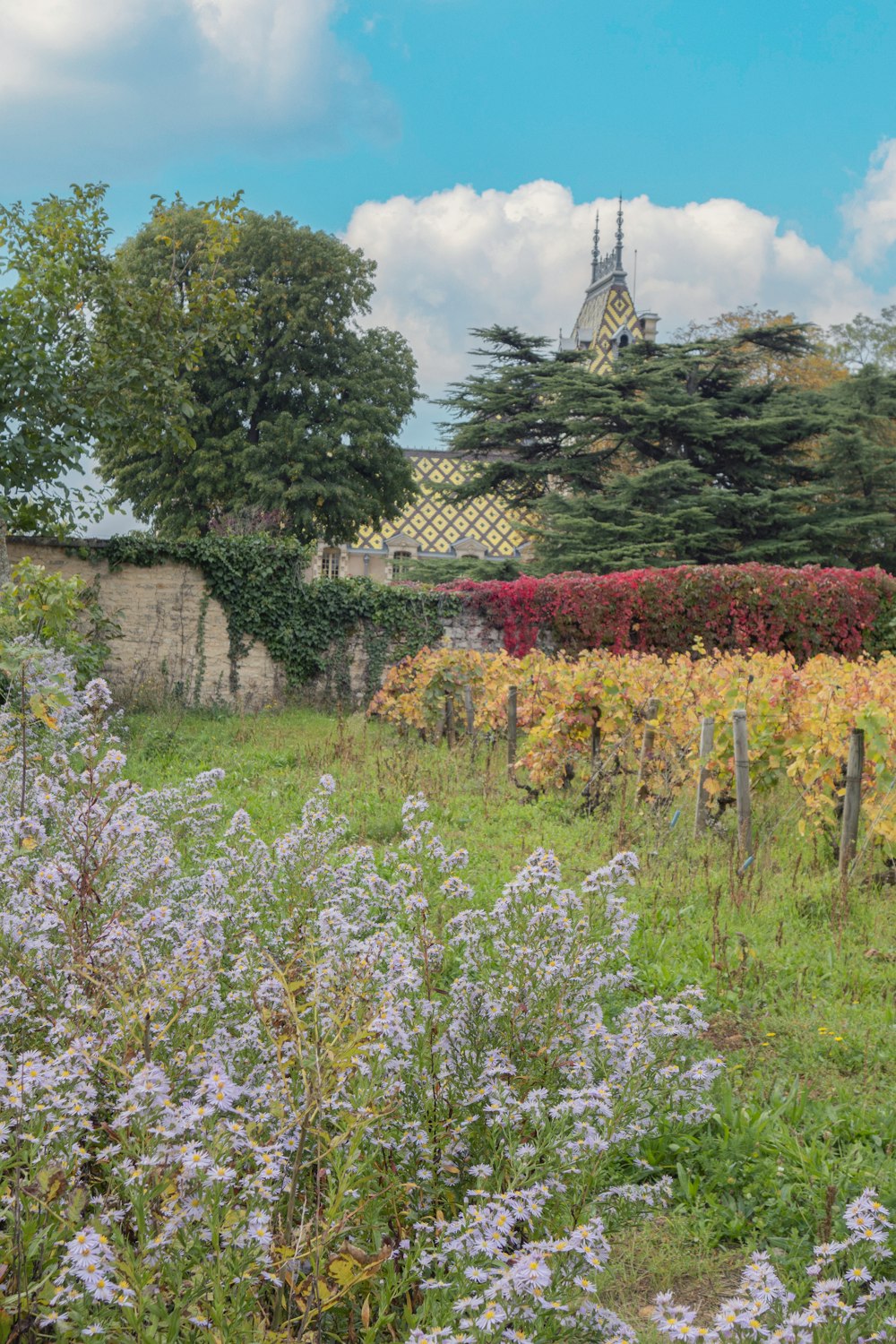 a field full of purple flowers next to a building