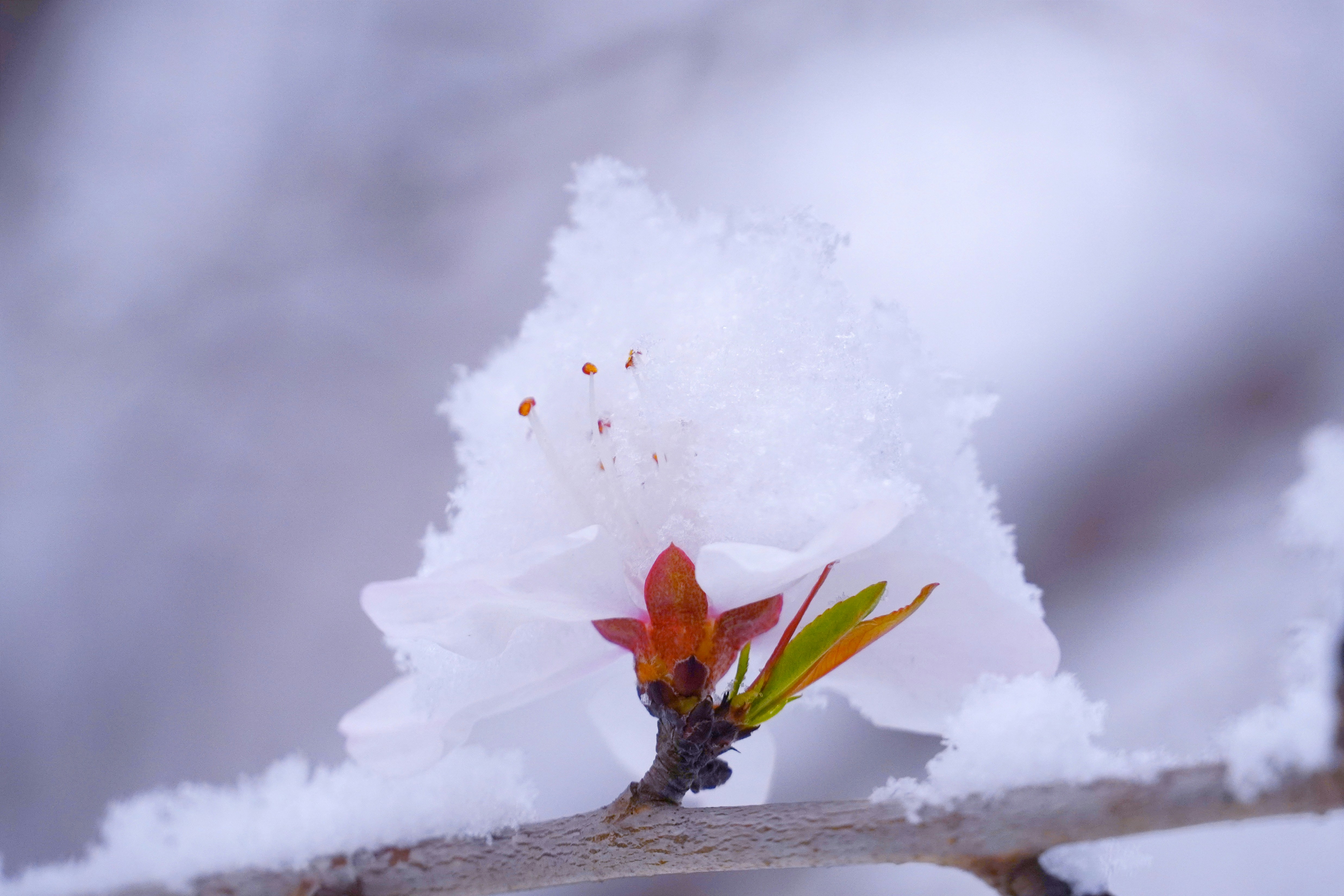 a white flower with red and green leaves