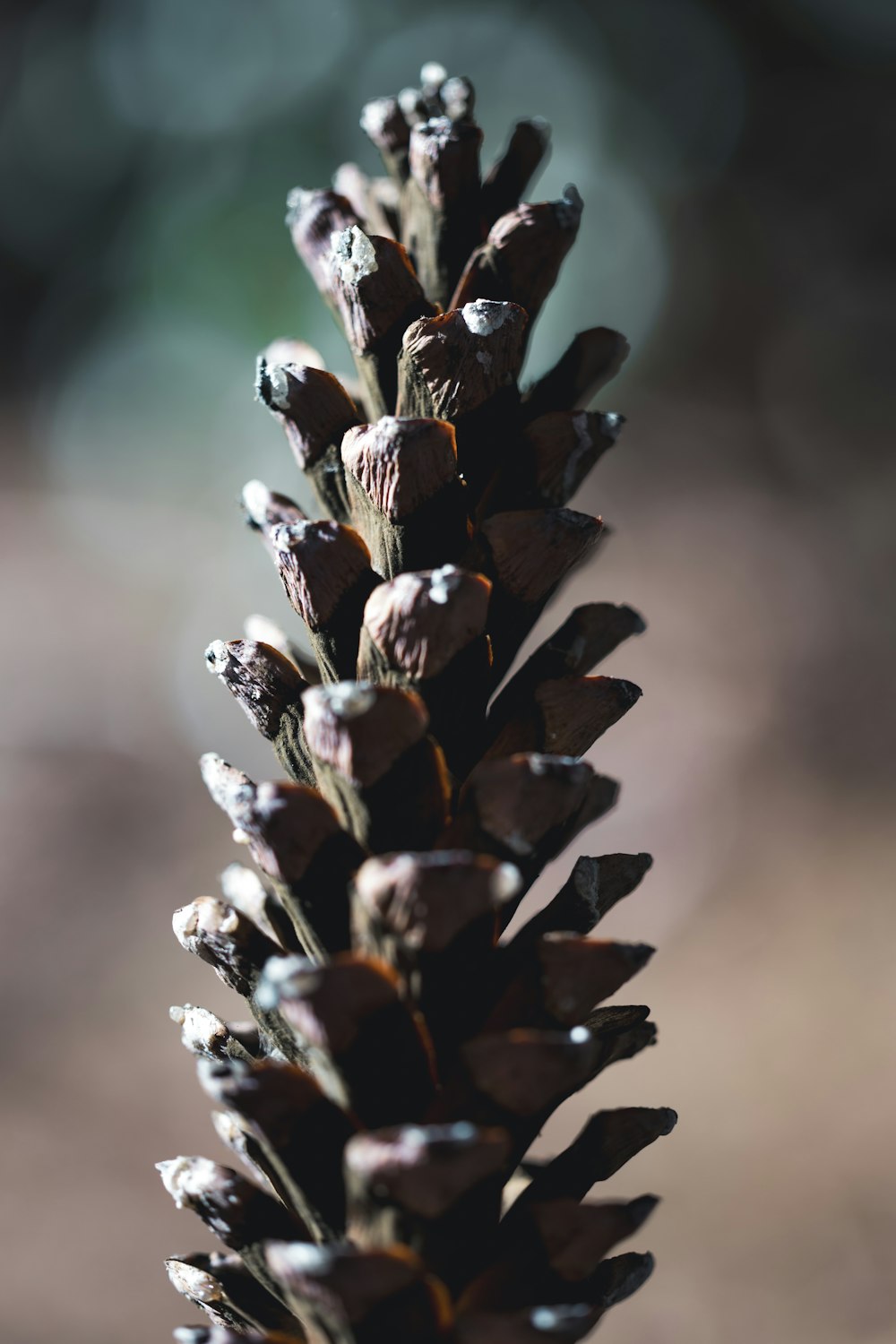 a close up of a pine cone with a blurry background