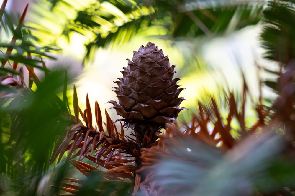 a pine cone sitting on top of a pine tree