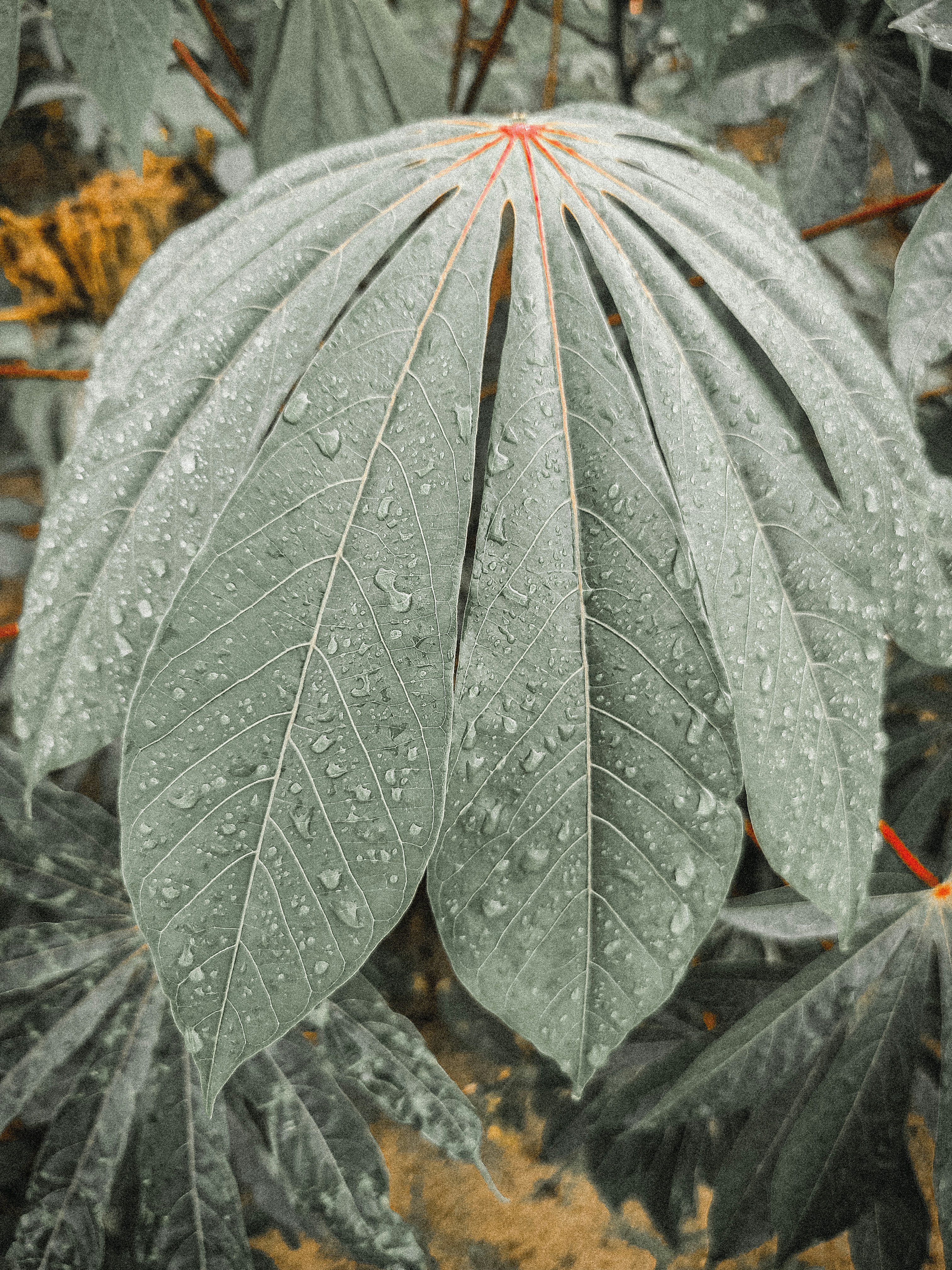 a green leaf with drops of water on it