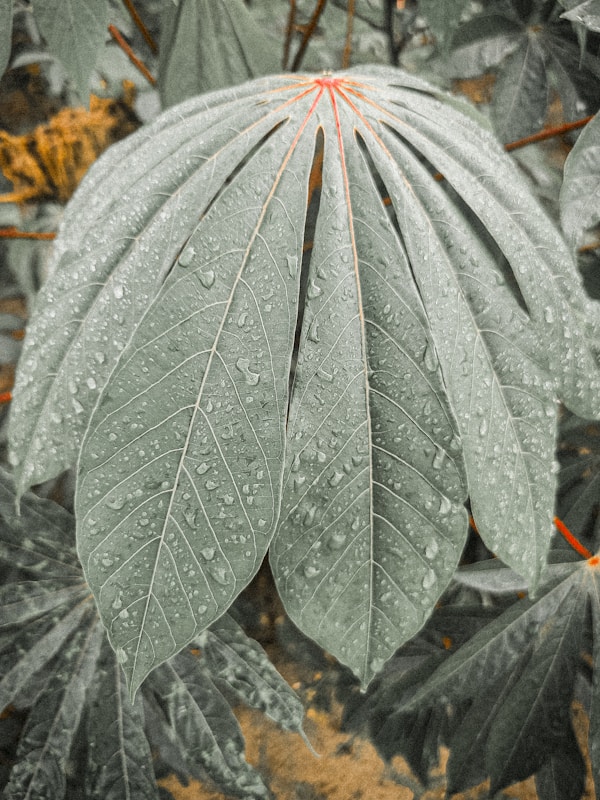 A green leaf with drops of water on it