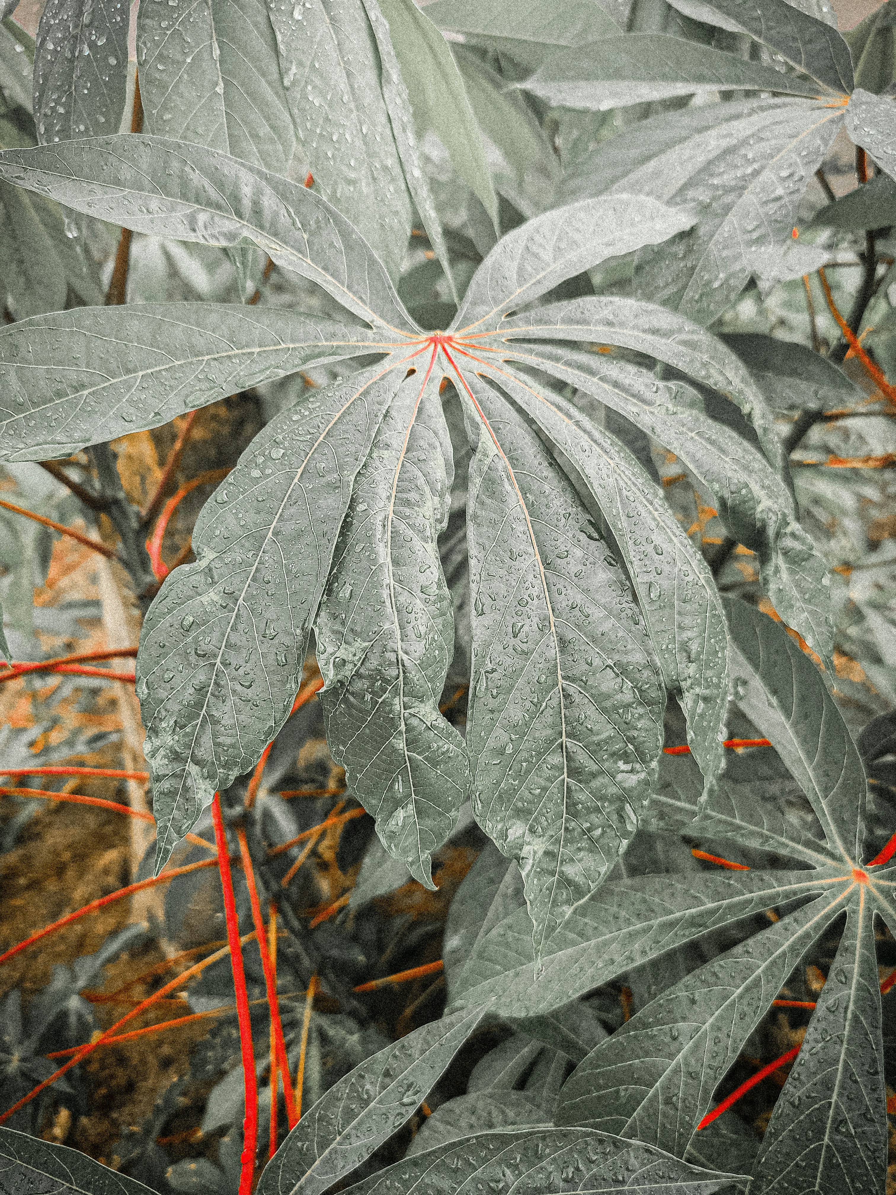 a close up of a plant with water droplets on it