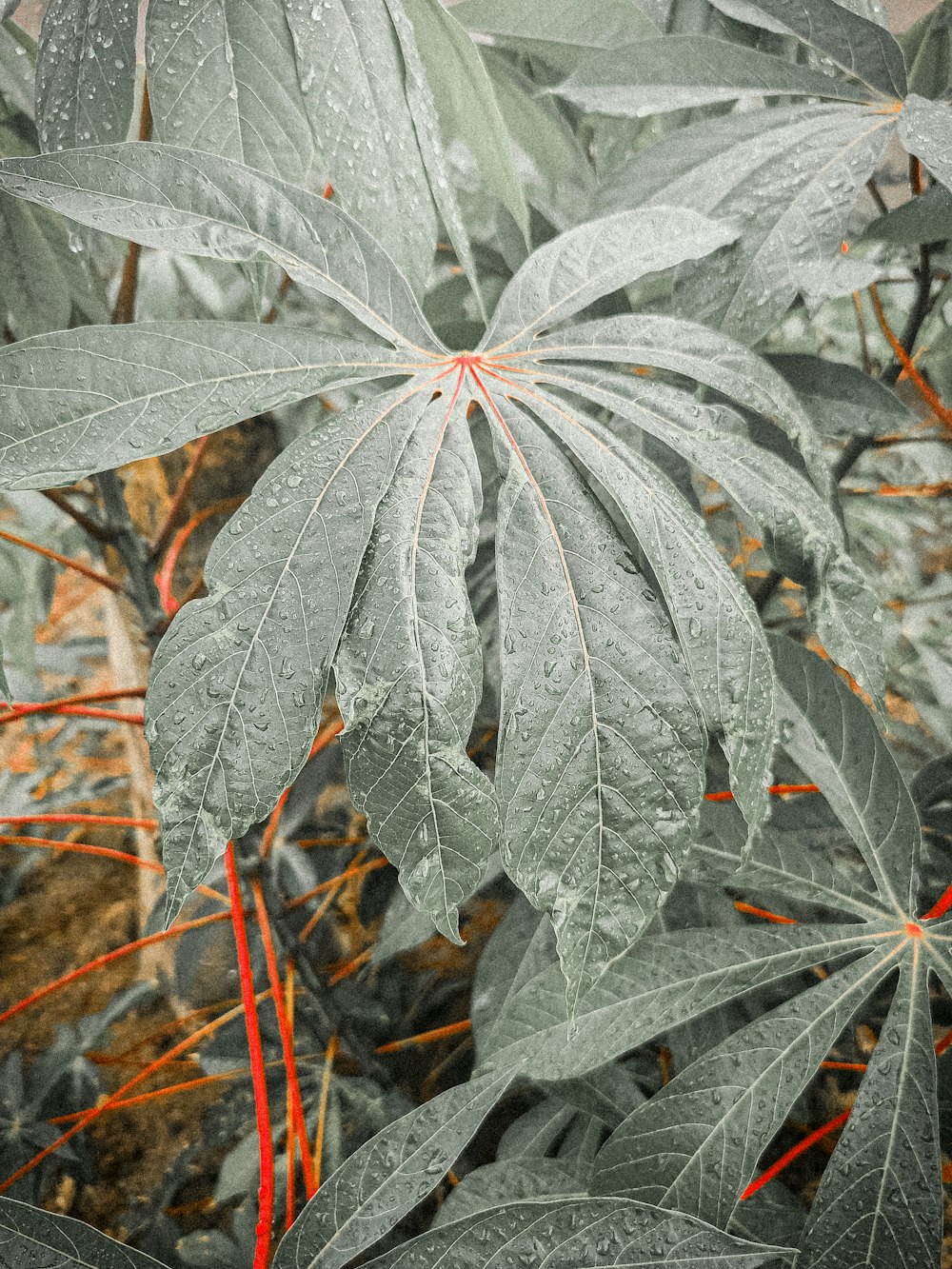 um close up de uma planta com gotículas de água sobre ela