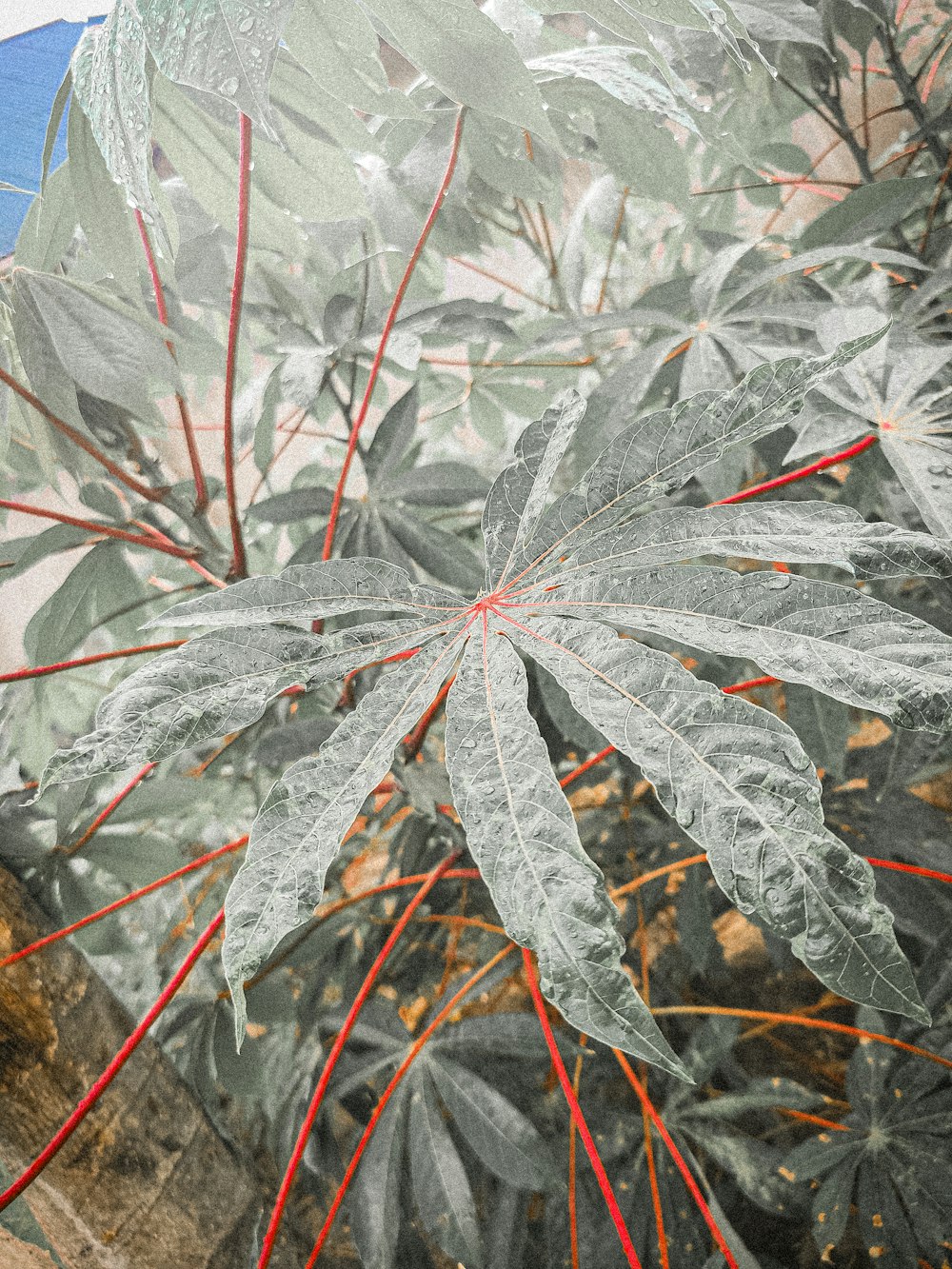 um close up de uma planta verde com caules vermelhos