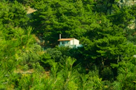 A cozy bungalow nestled among pine trees near the sea shore.