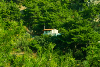 A cozy bungalow nestled among pine trees near the sea shore.