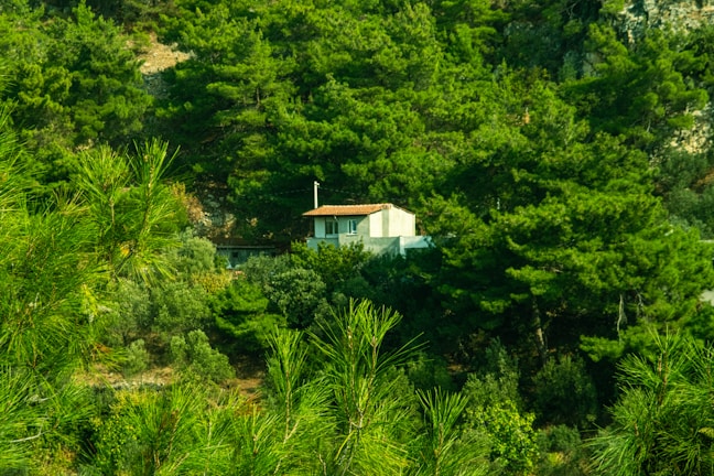 A small house with a red-tiled roof nestled among dense, lush green pine trees in a forested area. The scene conveys a sense of seclusion and tranquility, with the house partially hidden by the surrounding vegetation.